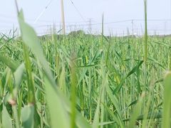 -嘉北郊野公园