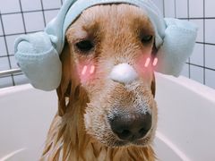 洗澡的美好时光-BABYDOG宝贝狗宠物乐园(欧洲城店)