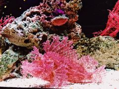 -暹罗海洋世界