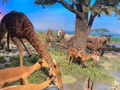 -国家自然博物馆