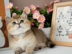 -小猫来了·猫舍(红山六九七九店)