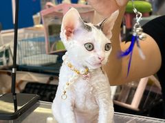 -金茂览秀城