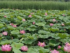 -荷塘月色湿地公园·向阳花洲