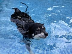 -汪说喵讲宠物乐园宠物酒店(红星美凯龙店)