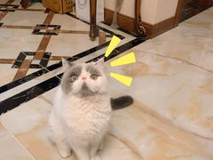 -叮叮猫咪生活馆