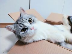-瑞鹏宠物医院·骨科·猫科·内科(第一中心)