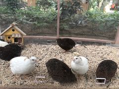 -南宫五洲植物乐园