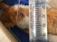 -安安宠医宠物医院·异宠·犬猫内科(岳阳分院)