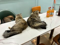 -安格丽娜·狗咖·猫咖羊驼咖(春熙路百盛商场店)