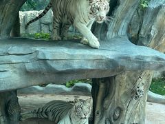 -北京野生动物园