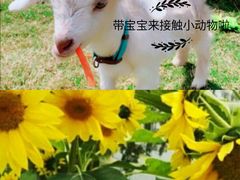 -前小桔亲子创意农场·草莓采摘·露营烧烤