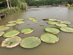 -大湾区中央湿地公园