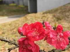 -黑皮酸菜鱼(三山街店)