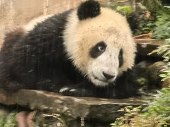 -中国大熊猫保护研究中心雅安碧峰峡基地