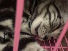 -宠物星动物医院·眼科·异宠·猫科(江南大道总院)