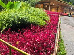 -莫里热带雨林景区