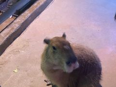 -正佳雨林生态植物园