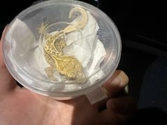 -酷以爬仙阁实体爬宠店·守宫·蜥蜴·专业繁育