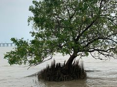 -宝安西湾红树林湿地公园