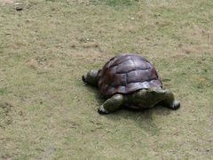 -广东惠东海龟国家级自然保护区