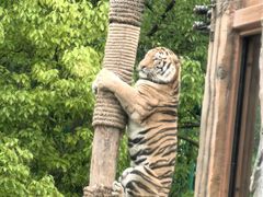 -上海野生动物园老虎餐厅