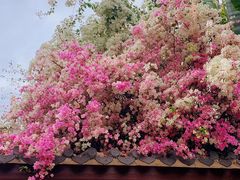 -深圳国际园林花卉博览园