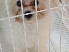 -翊宠yipet猫狗购宠庄园犬舍•猫舍