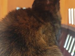-安安宠医宠物医院·异宠·犬猫内科(岳阳分院)