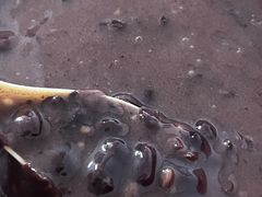 -糯米香(长江路店)