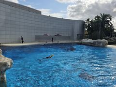 -汉堡王(海昌海洋公园店)