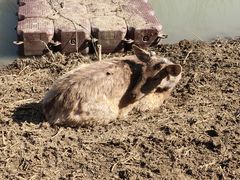 -泗洪洪泽湖湿地景区