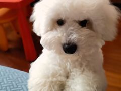 -翊宠yipet猫狗购宠庄园犬舍•猫舍