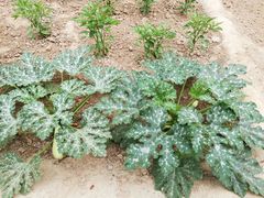 -延安杨家岭革命旧址