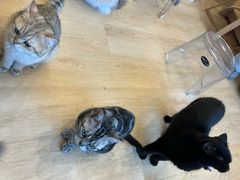 -有喵·猫咖·狗咖·30几只猫10只小狗(岗厦店)