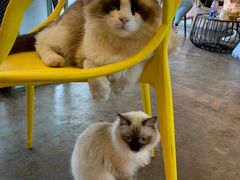 -喵屿·大理花园猫咖