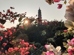 -顺峰山公园