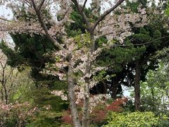 -嘉定紫藤园