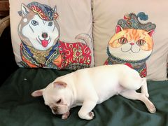 -more than meow吴止猫主题餐厅(承德 中船汇店)