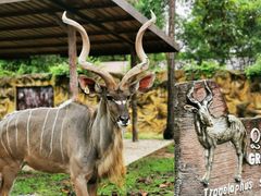 -清迈夜间动物园