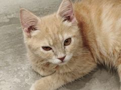 -楼上猫咖(罗湖店)