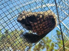 -西霞口神雕山野生动物世界