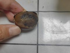 -秋栗香(地安门店)