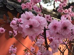 -北京植物园-展览温室