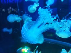 -梦幻海洋王国(吾悦广场张家港店)