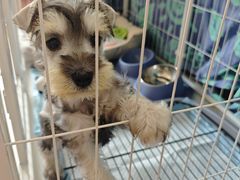 -天宠宠物医院24小时·急重症诊疗中心·全科·腔镜特色(和平分院)