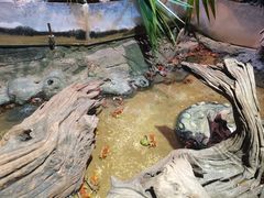 -正佳雨林生态植物园