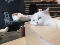 -瞄一喵猫咖(格力海岸店)