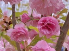 -长白岛森林公园