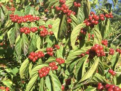 -大兴滨河森林公园