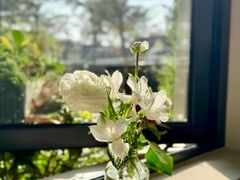-花神·轻食简餐·咖啡馆·花卉绿植(荷兰花卉小镇店)